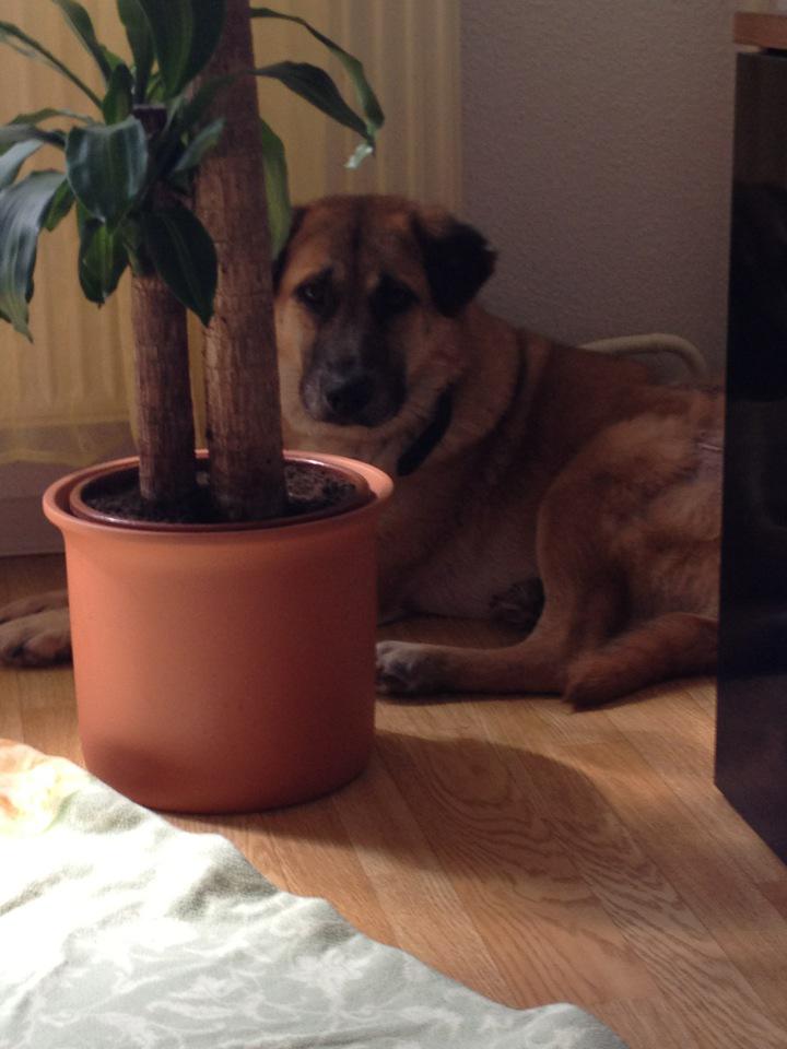 Benny Straßenhund Rumänien World of Strays