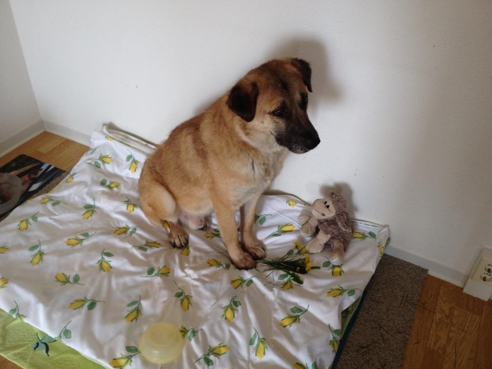 Benny Straßenhund Rumänien World of Strays