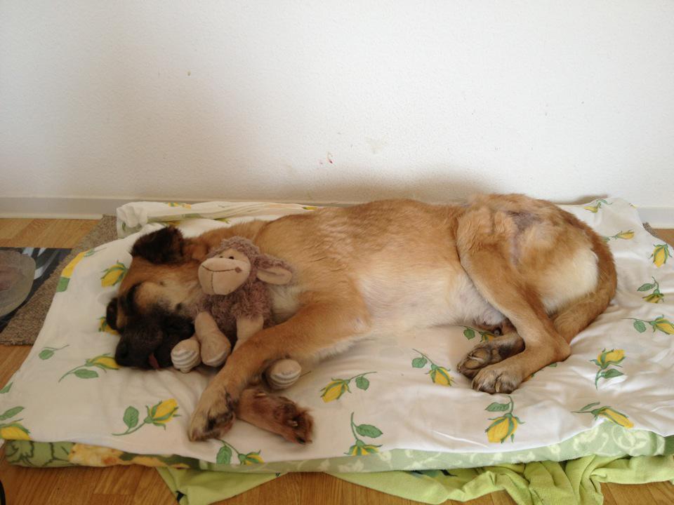 Benny Straßenhund Rumänien World of Strays