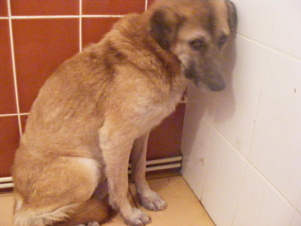 Benny Straßenhund Rumänien World of Strays