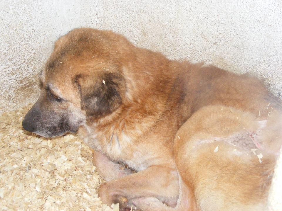 Benny Straßenhund Rumänien World of Strays