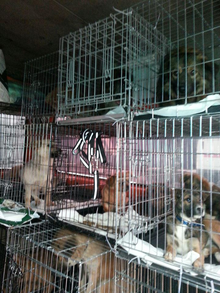 Benny Straßenhund Rumänien World of Strays