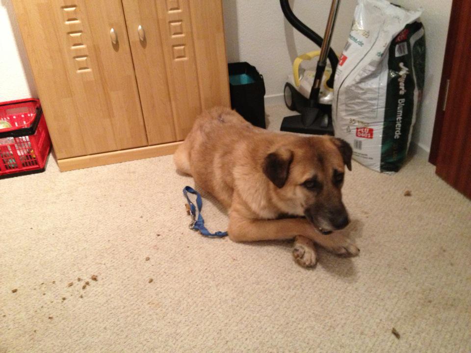 Benny Straßenhund Rumänien World of Strays