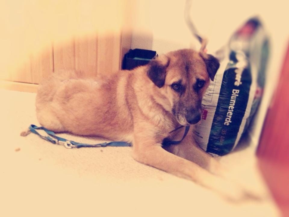 Benny Straßenhund Rumänien World of Strays