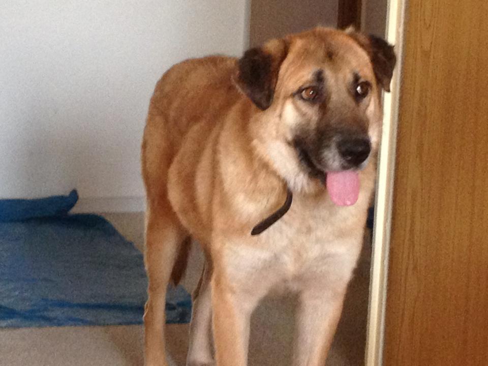 Benny Straßenhund Rumänien World of Strays