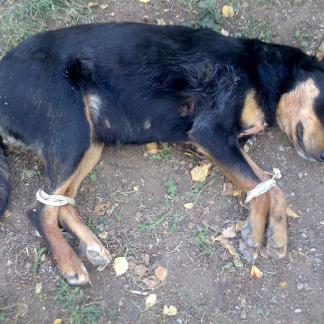 Lady Tierschutz Hunde Bulgarien World of Strays