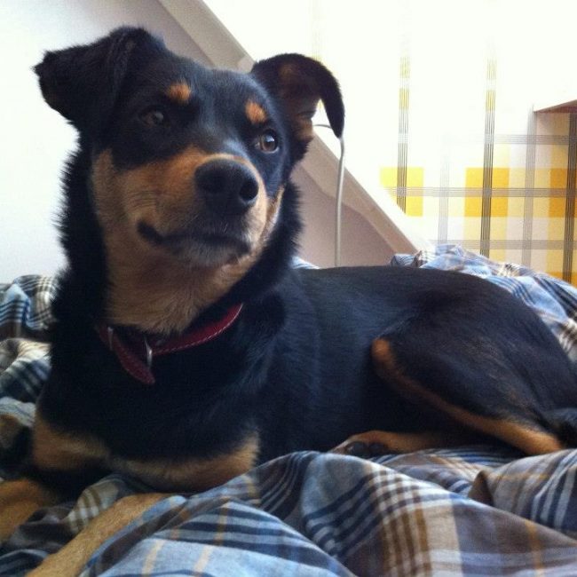 Tierschutz Hunde Bulgarien World of Strays