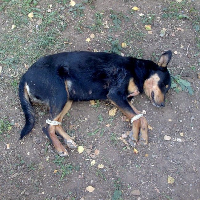 Tierschutz Hunde Bulgarien World of Strays