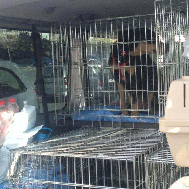 Tierschutz Hunde Bulgarien World of Strays