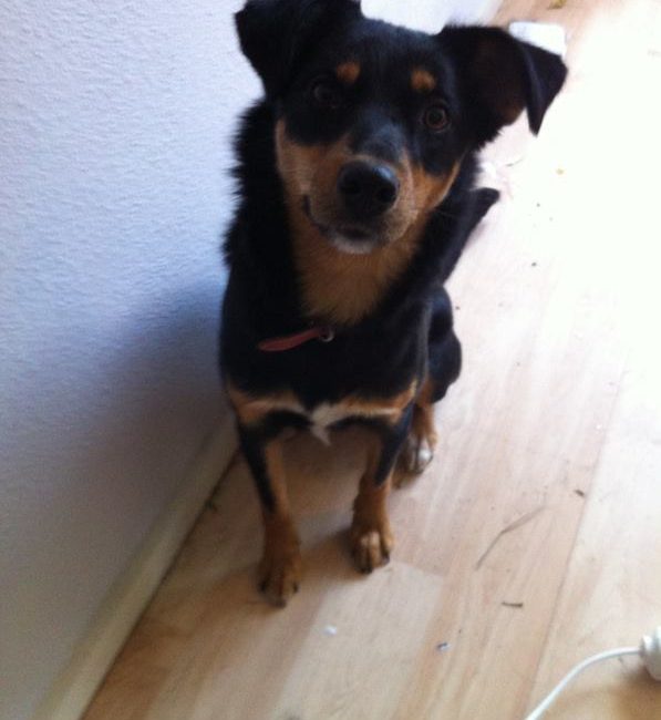 Tierschutz Hunde Bulgarien World of Strays