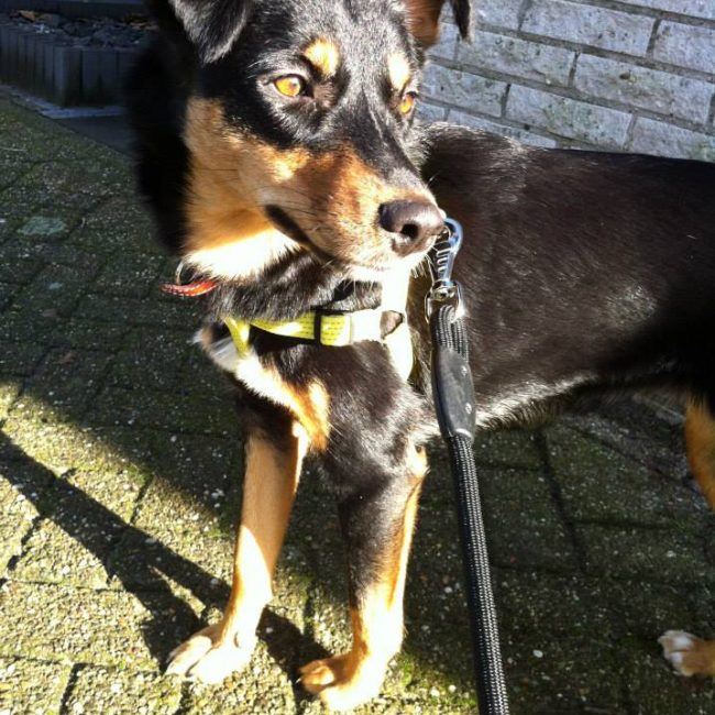 Tierschutz Hunde Bulgarien World of Strays