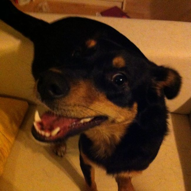 Tierschutz Hunde Bulgarien World of Strays