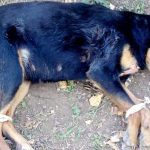 Straßenhunde Tierschutz Hunde Bulgarien World of Strays