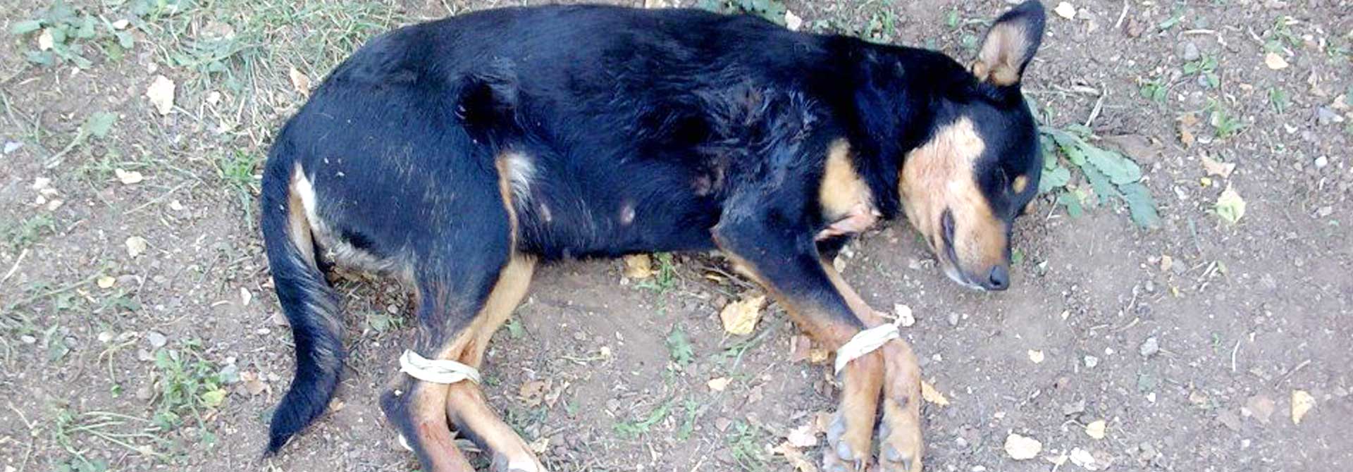 Straßenhunde Tierschutz Hunde Bulgarien World of Strays