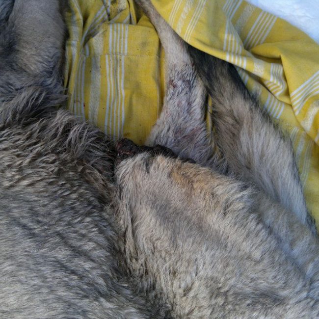 Ares Straßenhunde Bulgarien World of Strays