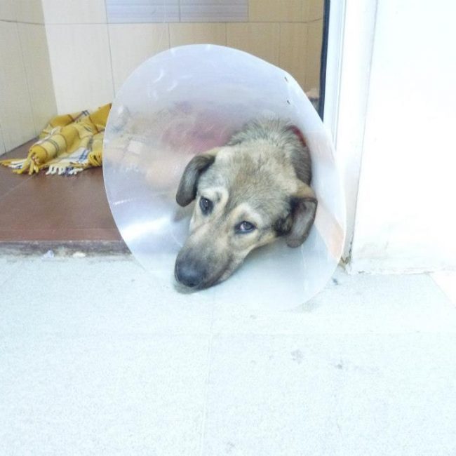 Ares Straßenhunde Bulgarien World of Strays