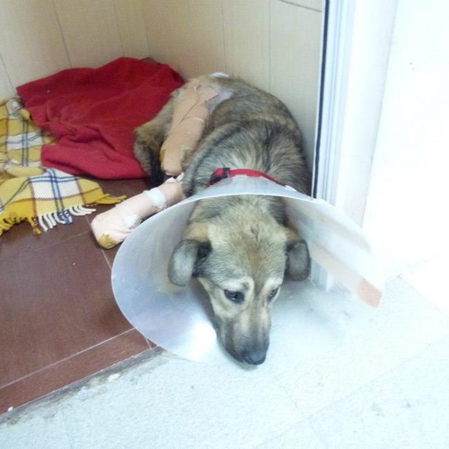 Ares Straßenhunde Bulgarien World of Strays