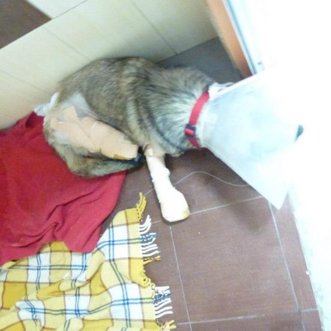 Ares Straßenhunde Bulgarien World of Strays