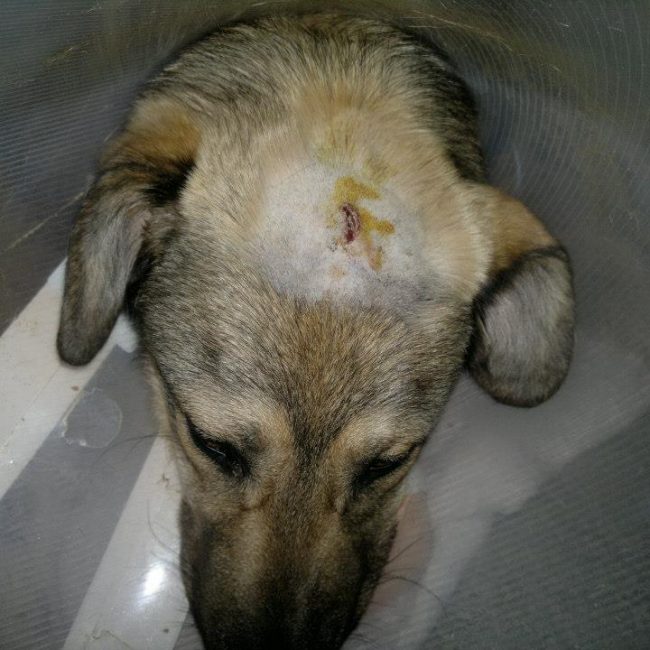 Ares Straßenhunde Bulgarien World of Strays