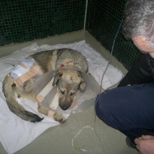 Ares Straßenhunde Bulgarien World of Strays