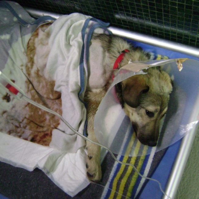 Ares Straßenhunde Bulgarien World of Strays