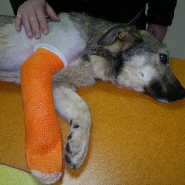 Ares Straßenhunde Bulgarien World of Strays