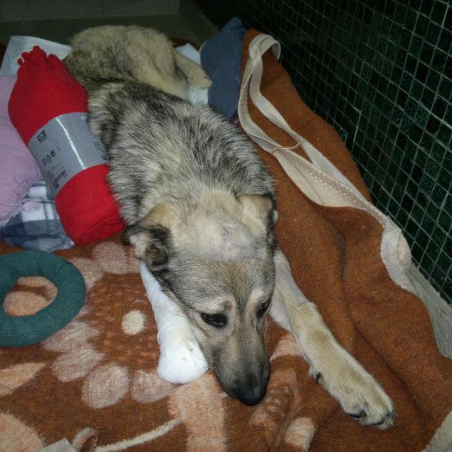 Ares Straßenhunde Bulgarien World of Strays