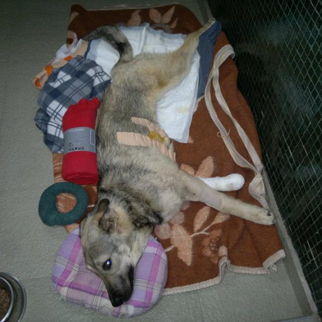 Ares Straßenhunde Bulgarien World of Strays