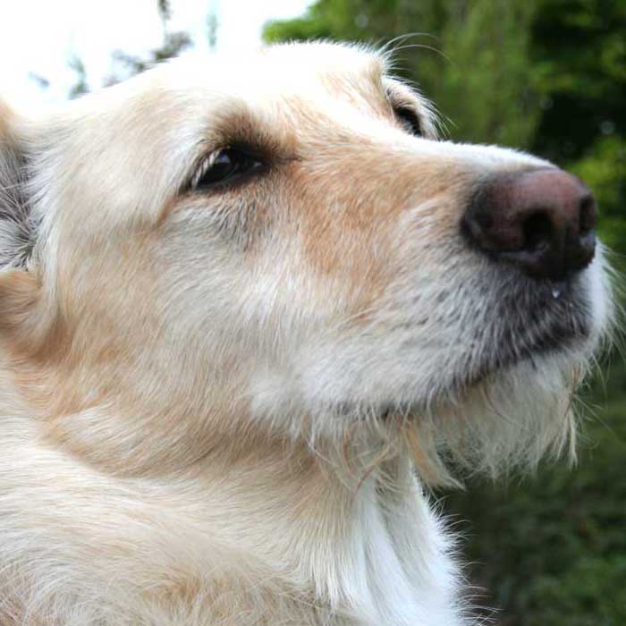 Senior Roco (Spanien)