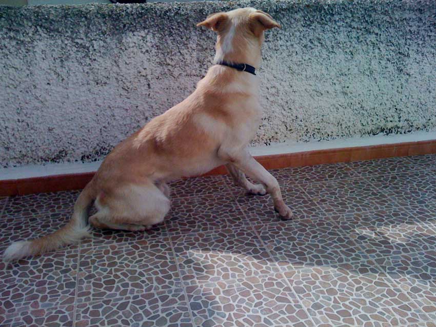 World of Strays Straßenhunde Spanien