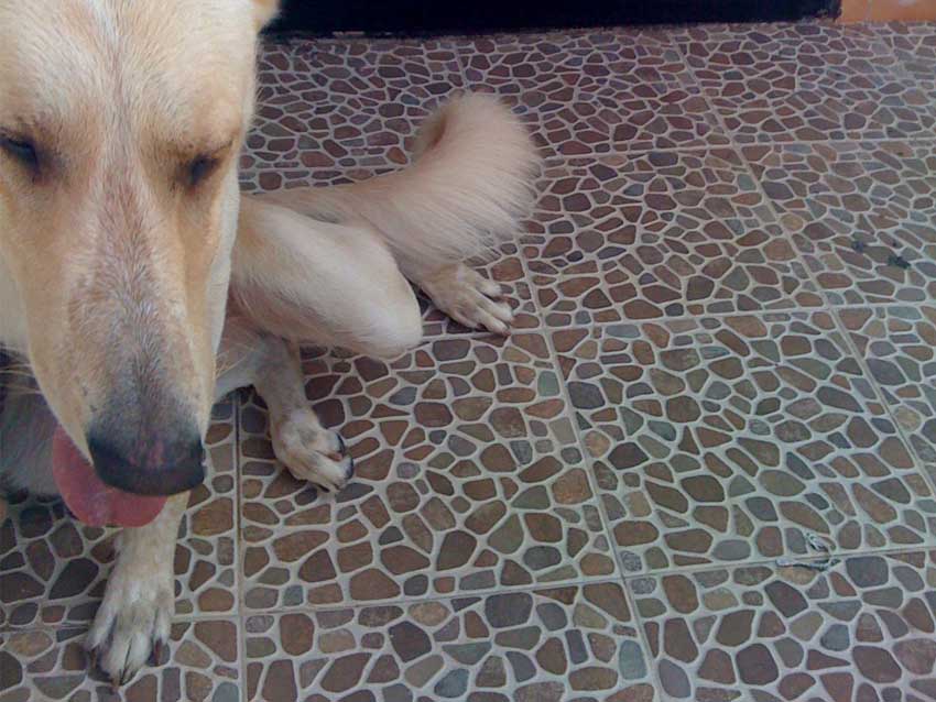 World of Strays Straßenhunde Spanien