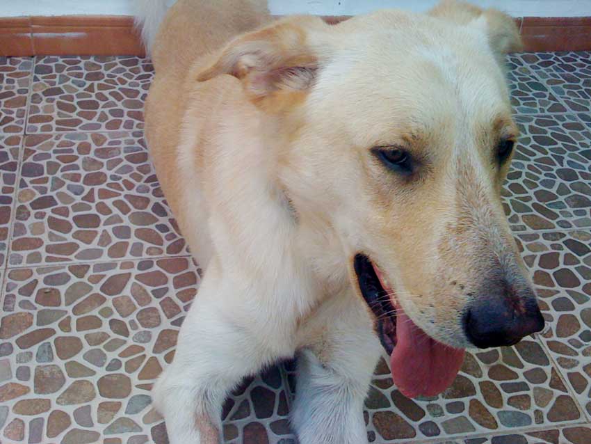 World of Strays Straßenhunde Spanien