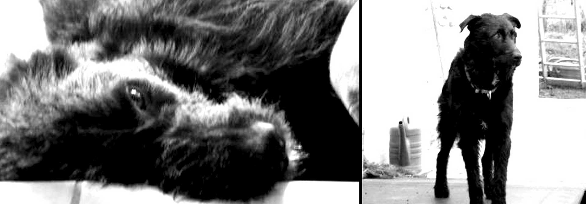 Straßenhunde World of Strays Kroatien