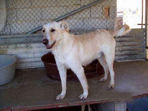 World of Strays Straßenhunde Spanien