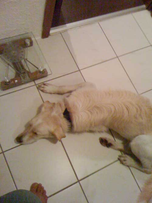 World of Strays Straßenhunde Spanien