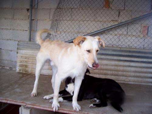 World of Strays Straßenhunde Spanien