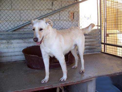 World of Strays Straßenhunde Spanien