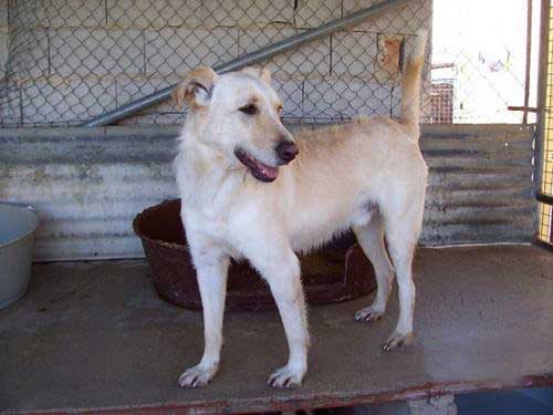 World of Strays Straßenhunde Spanien