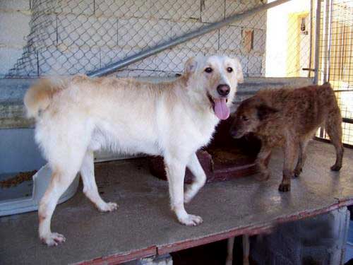 World of Strays Straßenhunde Spanien