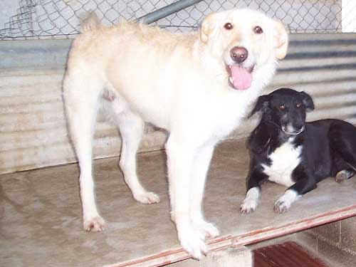 World of Strays Straßenhunde Spanien