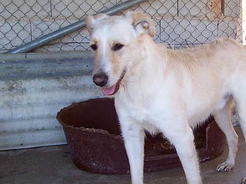 World of Strays Straßenhunde Spanien