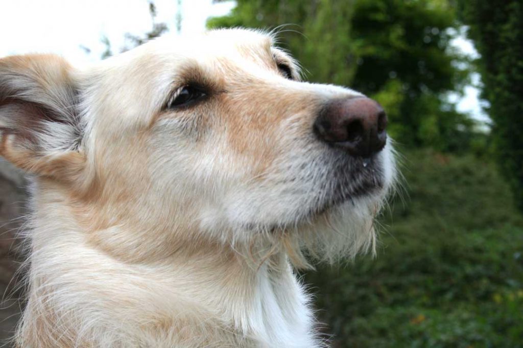 World of Strays Straßenhunde Spanien