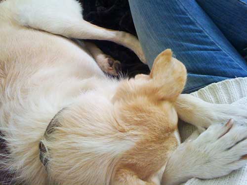 World of Strays Straßenhunde Spanien