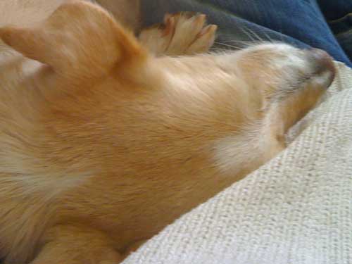 World of Strays Straßenhunde Spanien