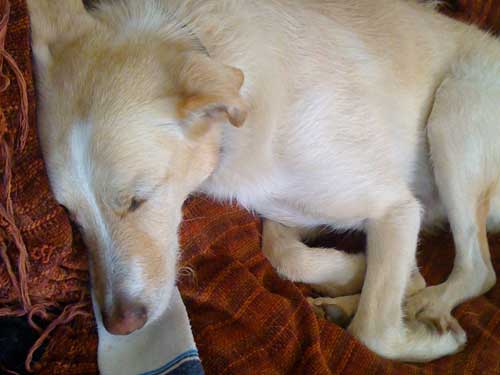 World of Strays Straßenhunde Spanien