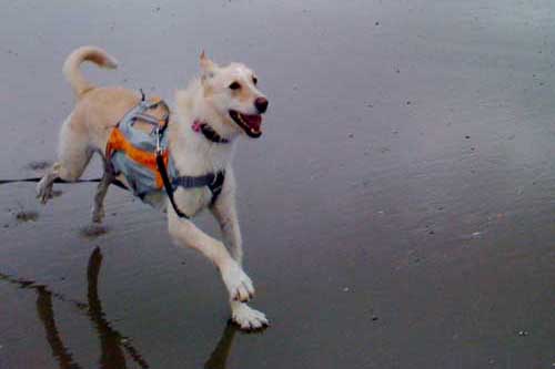 World of Strays Straßenhunde Spanien