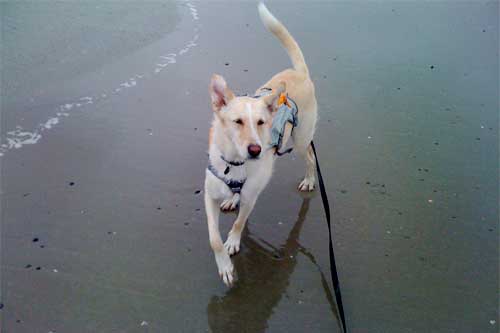 World of Strays Straßenhunde Spanien