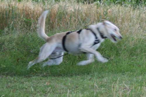 World of Strays Straßenhunde Spanien
