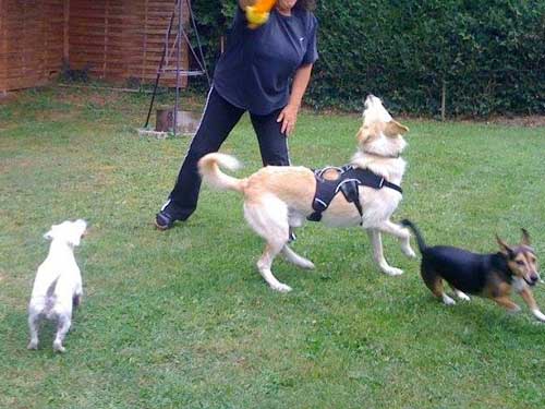 World of Strays Straßenhunde Spanien