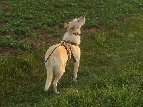 World of Strays Straßenhunde Spanien